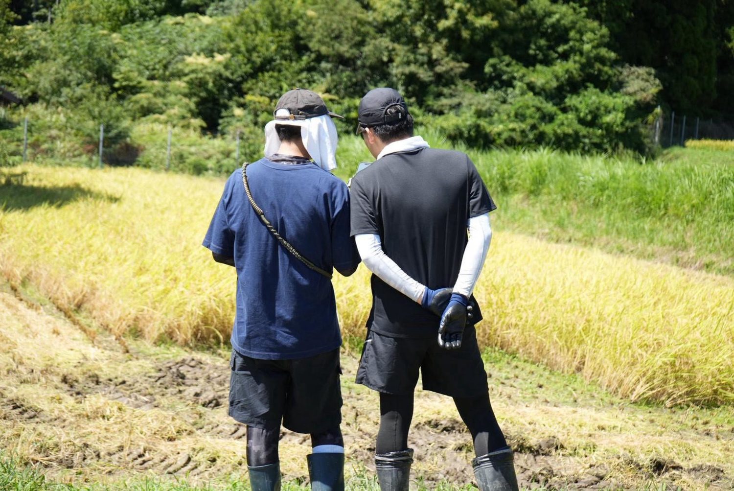 稲刈り前の田んぼを見に行くスタッフ